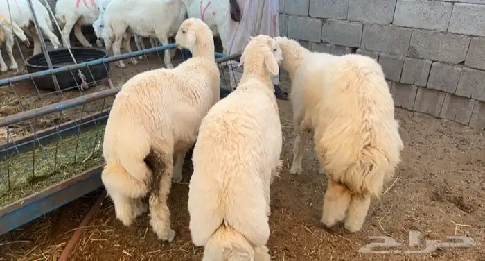 ذبائح برية ذبائح ابو مطلق 0