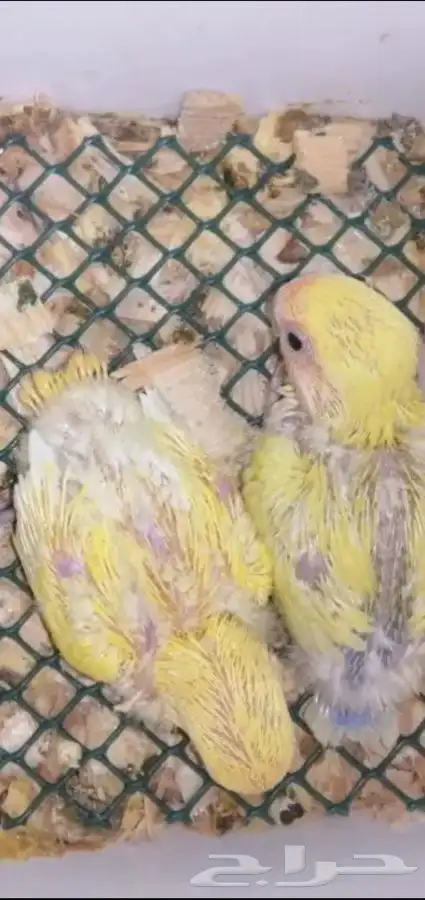 تم البيع جوز روز منتج على شرط لاتينو بسعر مناسب 5