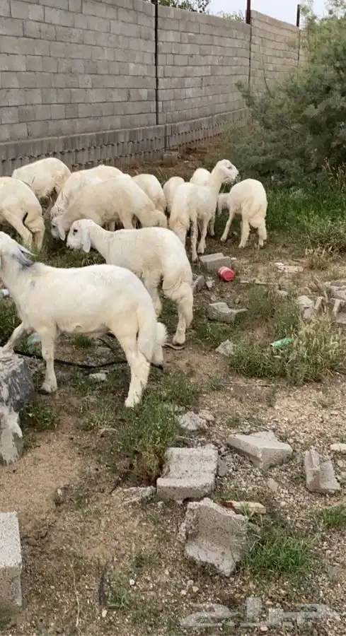 ذبايح خرفان رخال حريه 8