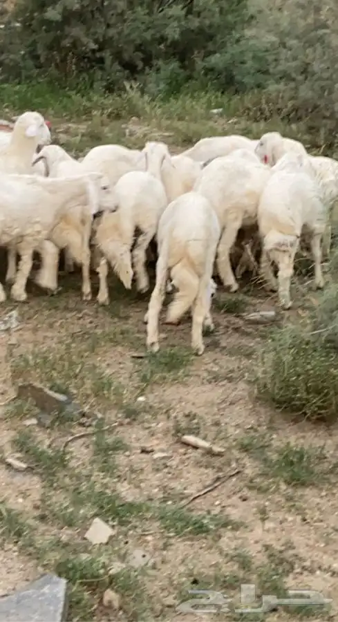 ذبايح خرفان رخال حريه 9