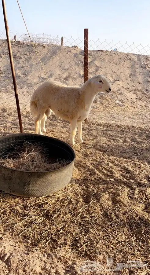 ضحايا ذبائح حريه للمناسبات والزواجات والثلاجه 1