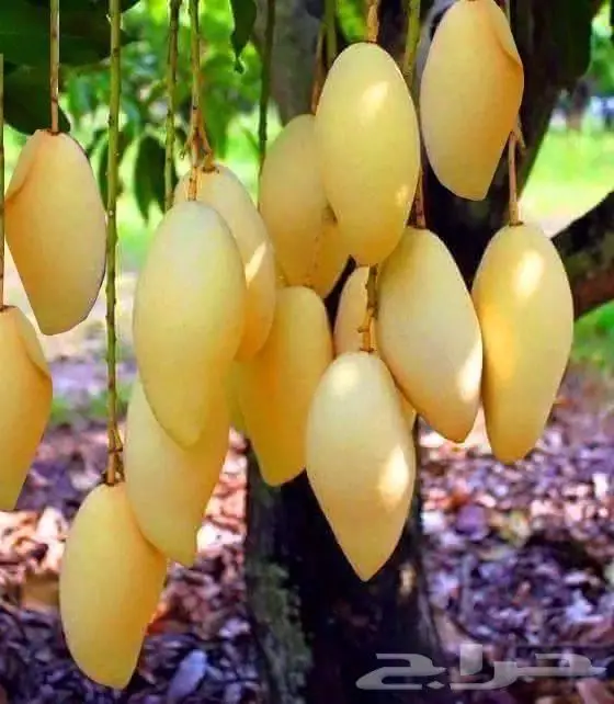 شتلات متنوعه للبيع 11