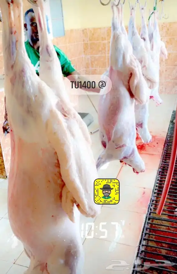 ذبايح خرفان رخال حريه 3
