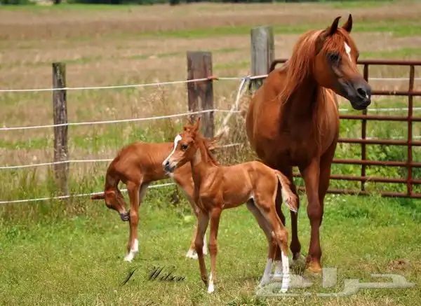 افراس تشبيه جميع الافراس 1