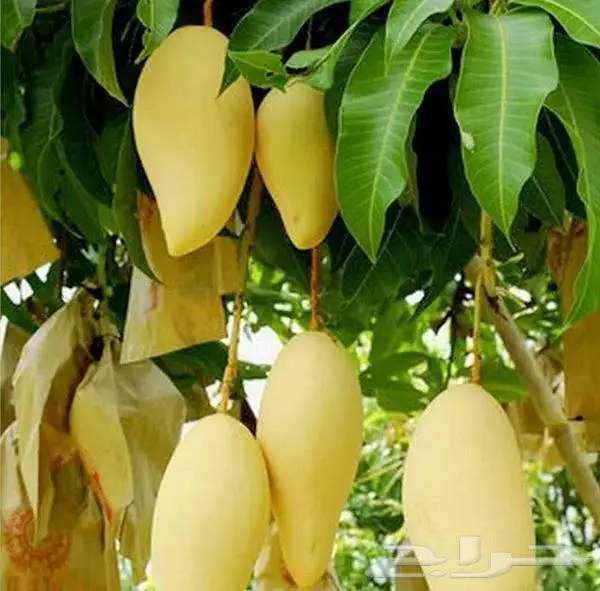 شتلات متنوعه للبيع 21
