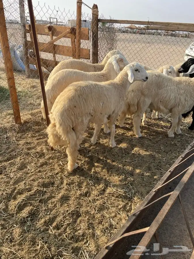 ضحايا ذبائح حريه للمناسبات والزواجات والثلاجه 3