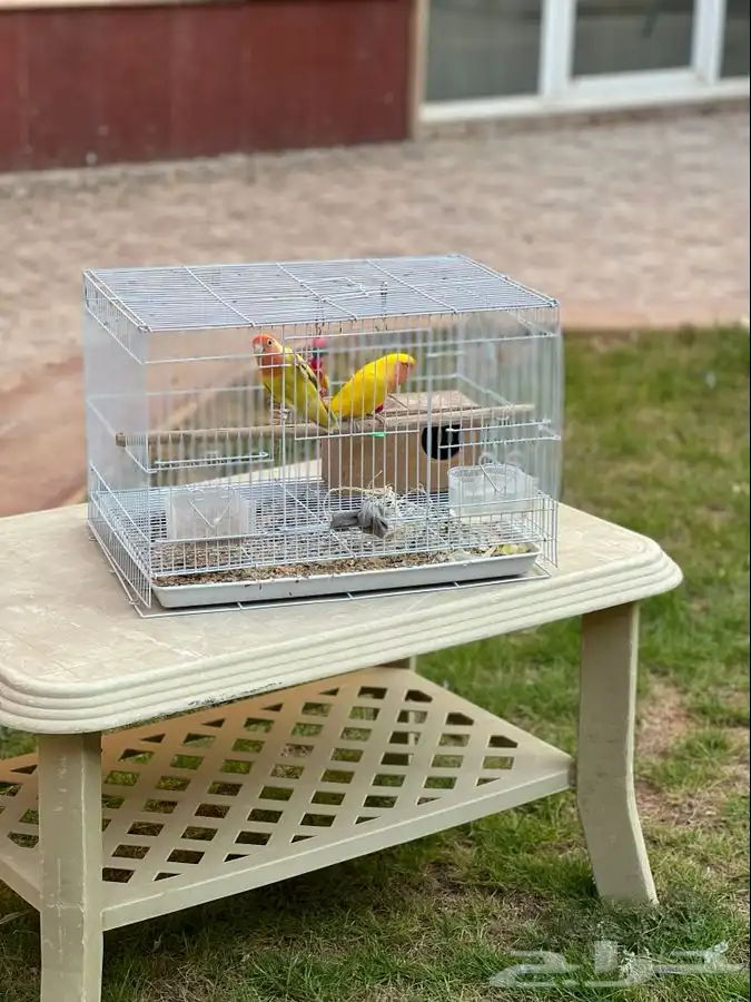 تم البيع جوز روز منتج على شرط لاتينو بسعر مناسب 2