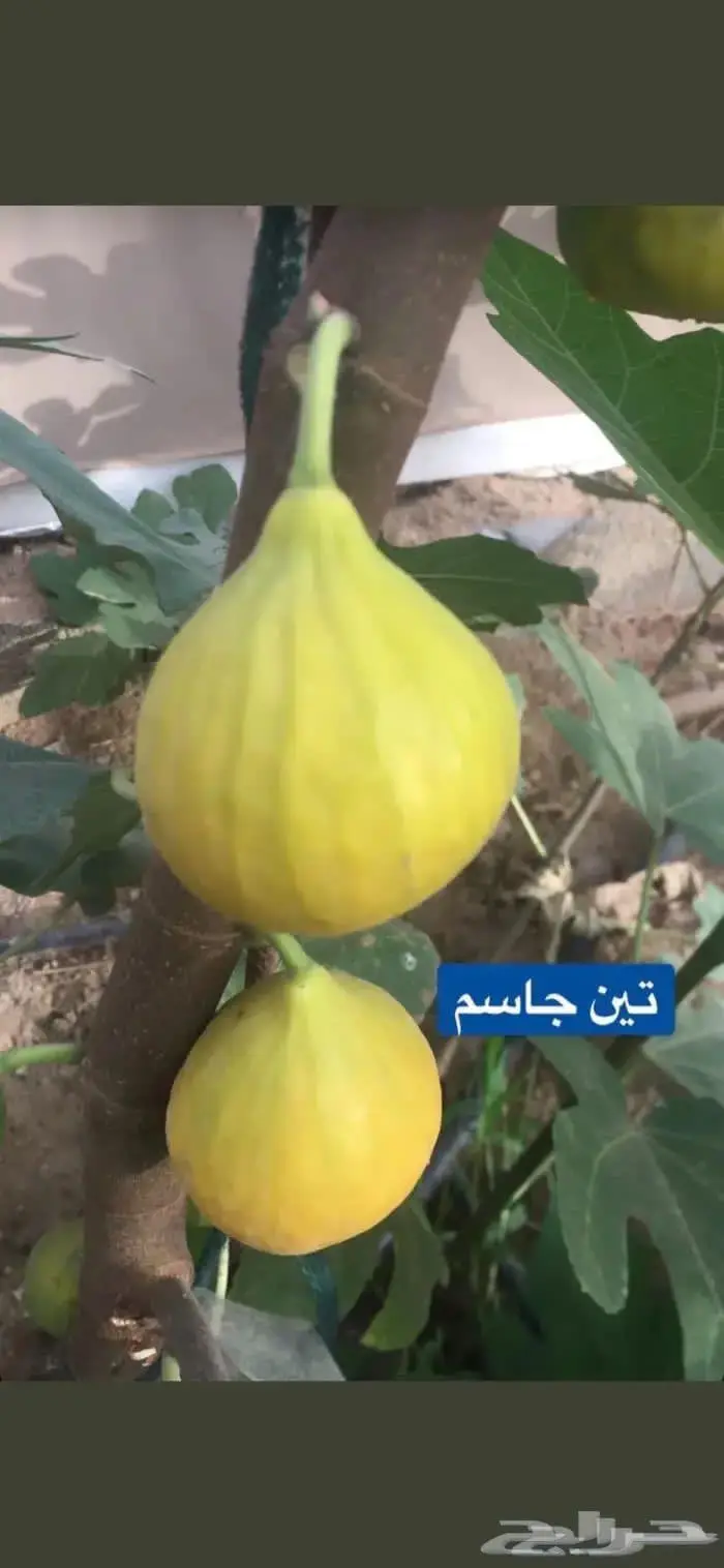 شتلات متنوعه للبيع 15