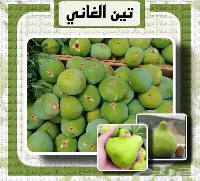 شتلات متنوعه للبيع 13