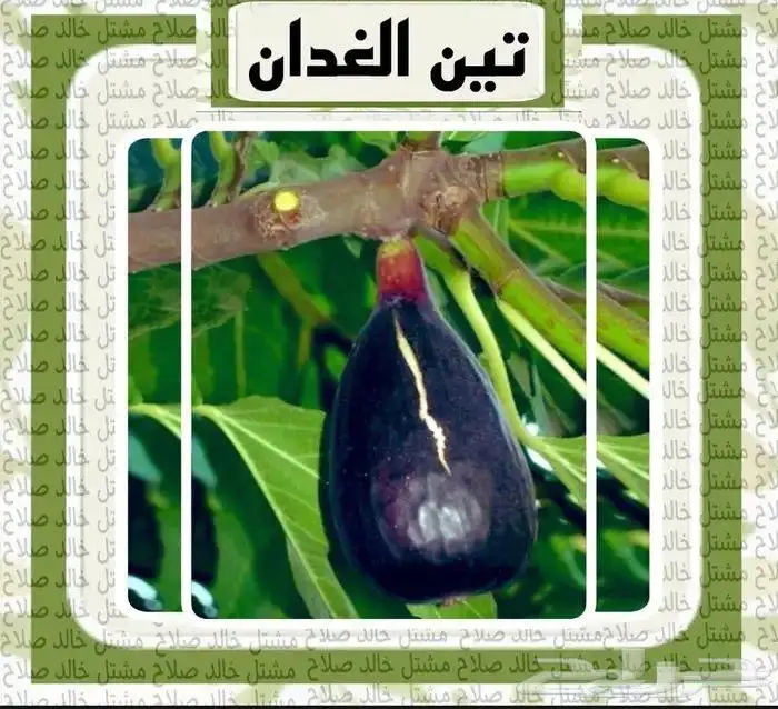 شتلات متنوعه للبيع 14