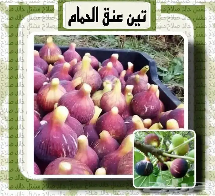 شتلات متنوعه للبيع 17