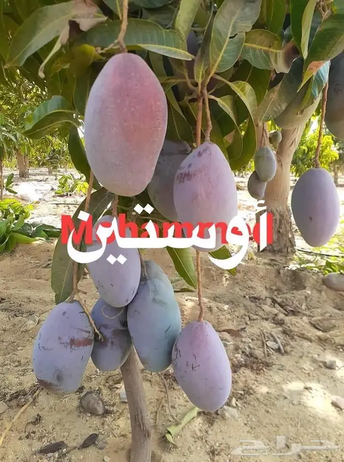شتلات متنوعه للبيع 18