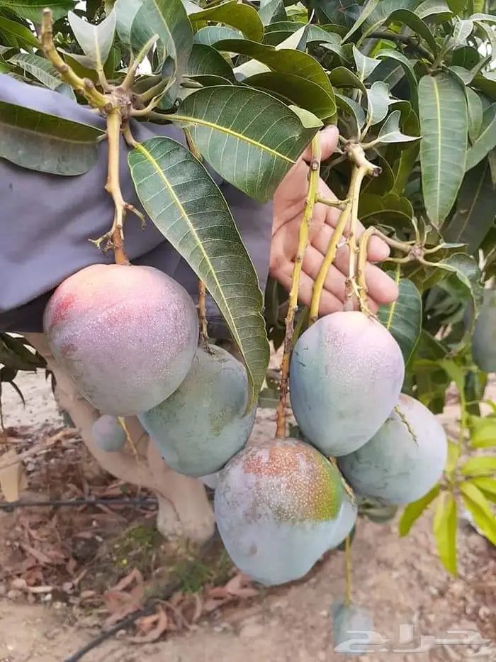 شتلات متنوعه للبيع 19