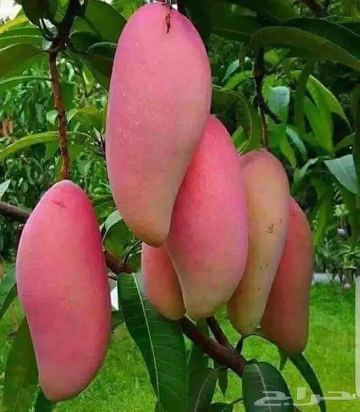 شتلات متنوعه للبيع 23
