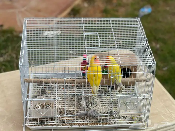 تم البيع جوز روز منتج على شرط لاتينو بسعر مناسب 4