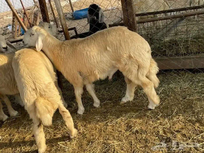 ضحايا ذبائح حريه للمناسبات والزواجات والثلاجه 2