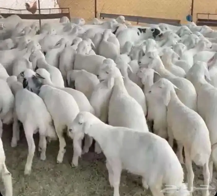 ذبايح خرفان رخال حريه 0