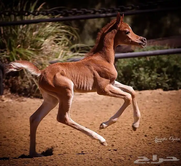 افراس تشبيه جميع الافراس 3