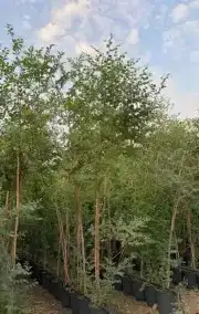 سدر بلدي سماكه 1 بوصه واعلى 0