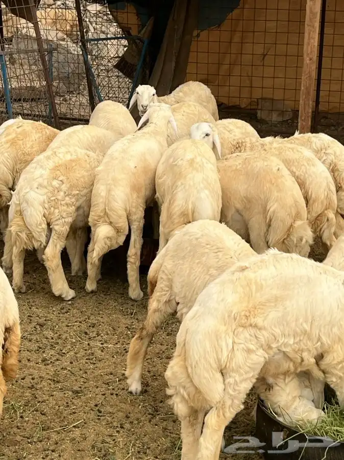 رخال وطليان وتيوس مع السلخ والتوصيل داخل مكه 3