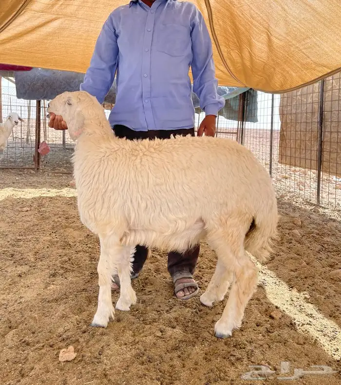 ذبائح طيبه وعلى الشرط 0