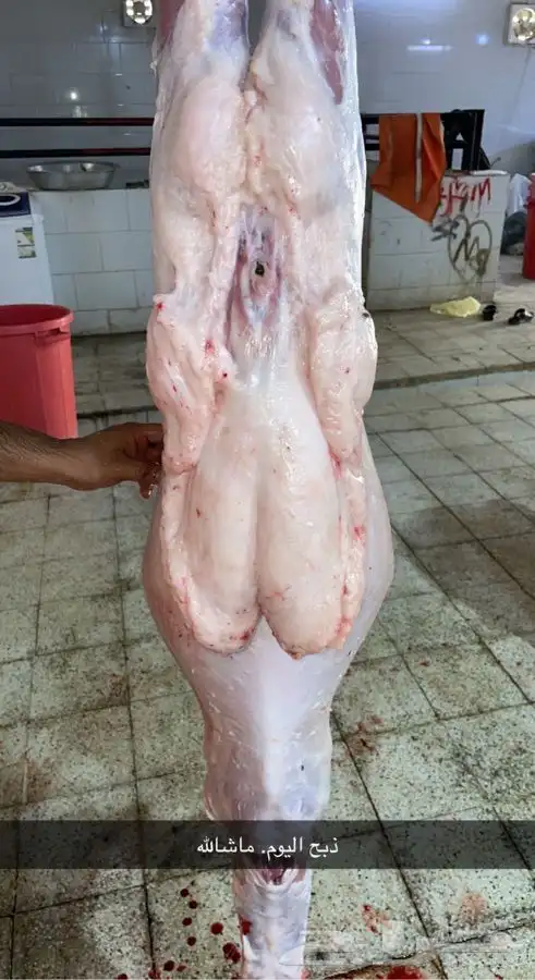 ذبايح طليان حريه وشرط نظيفه من كل شي من البر 0