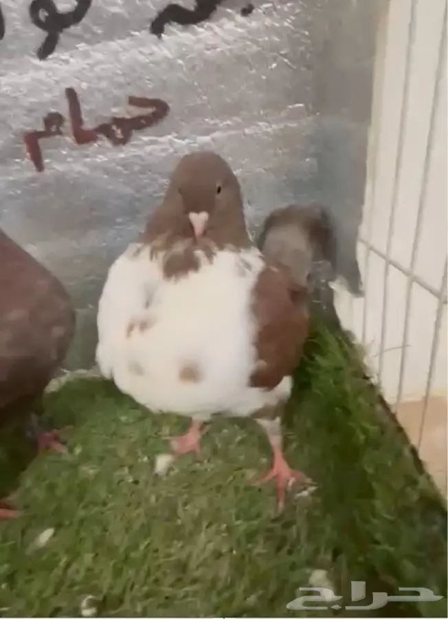 كينج امريكي 1