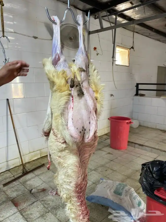 ذبايح طليان حريه وشرط نظيفه من كل شي من البر 7