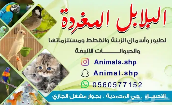 هامستر روسي - همتارو 4