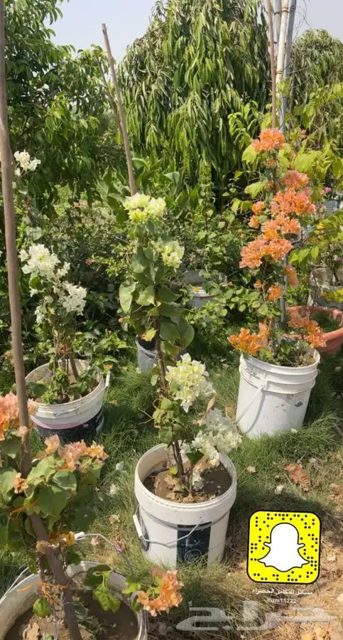 مشتل التكامل الخضراء الزراعي 0533351329 0