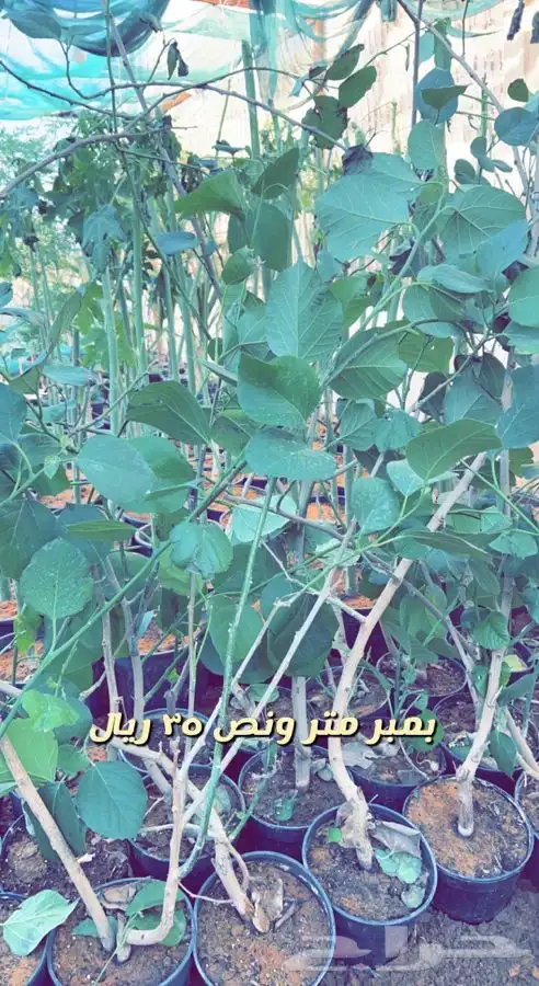 اشجار مزهره ومثمره باسعار طيبه واحواض وفخاريات واحجار مرو 0