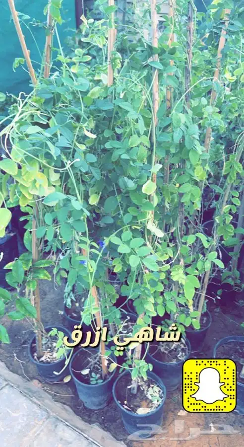 اشجار مزهره ومثمره باسعار طيبه واحواض وفخاريات واحجار مرو 1