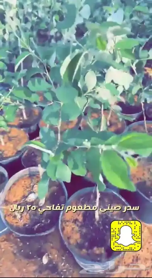 اشجار مزهره ومثمره باسعار طيبه واحواض وفخاريات واحجار مرو 4