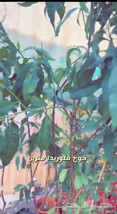 اشجار مزهره ومثمره باسعار طيبه واحواض وفخاريات واحجار مرو 5
