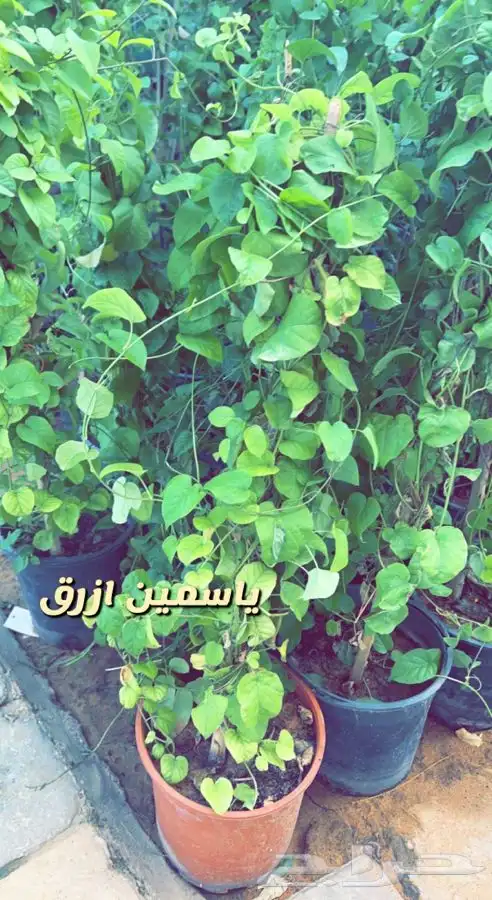 اشجار مزهره ومثمره باسعار طيبه واحواض وفخاريات واحجار مرو 2