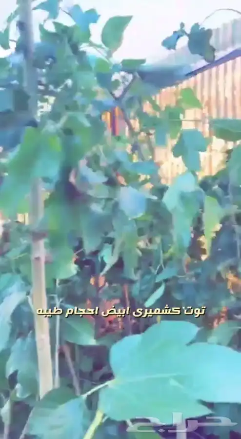 اشجار مزهره ومثمره باسعار طيبه واحواض وفخاريات واحجار مرو 6
