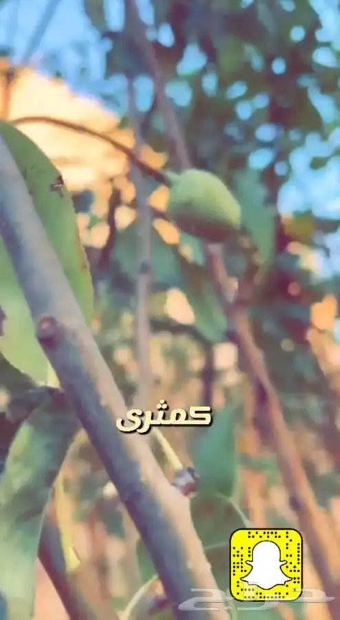 اشجار مزهره ومثمره باسعار طيبه واحواض وفخاريات واحجار مرو 8
