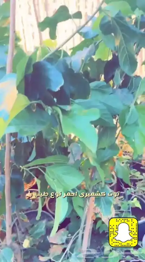 اشجار مزهره ومثمره باسعار طيبه واحواض وفخاريات واحجار مرو 7