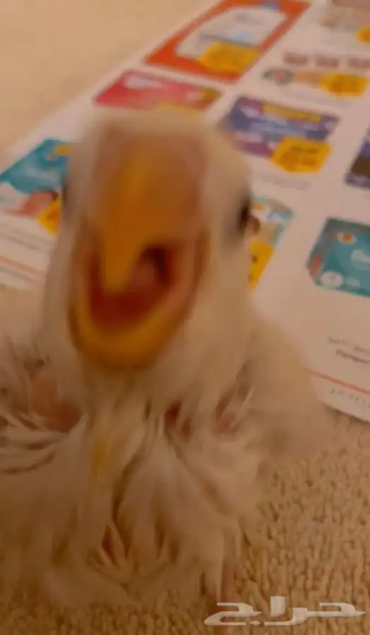 فرخ روز هدد 1