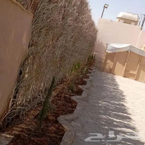 مخيم للايجار عروض الافتتاح 4