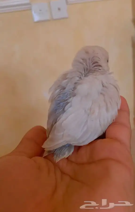 فرخ روز هدد 0