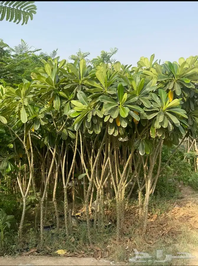 مشتل التكامل الخضراء الزراعي 0533351329 31