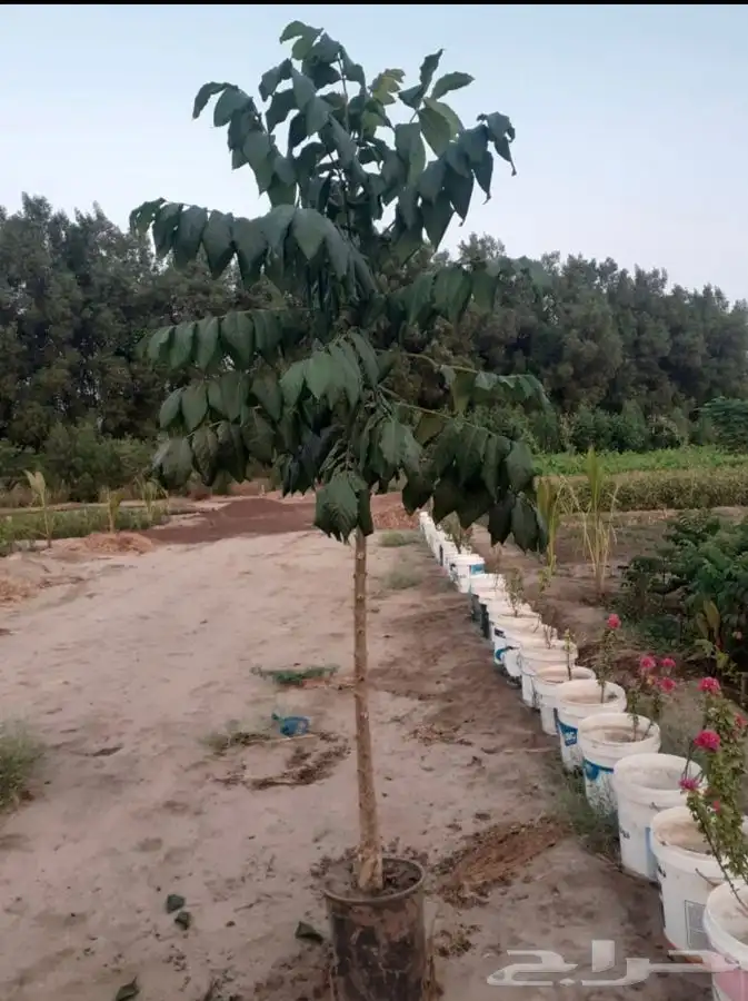 مشتل التكامل الخضراء الزراعي 0533351329 10