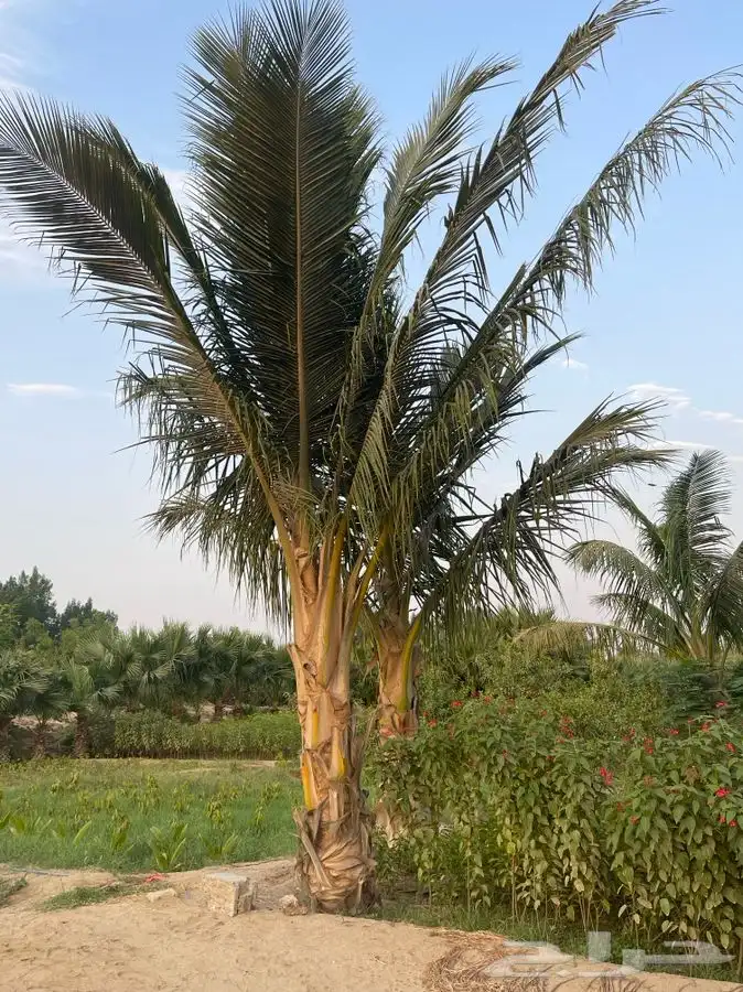 مشتل التكامل الخضراء الزراعي 0533351329 8