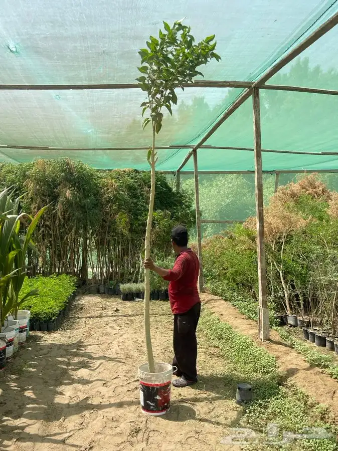مشتل التكامل الخضراء الزراعي 0533351329 9