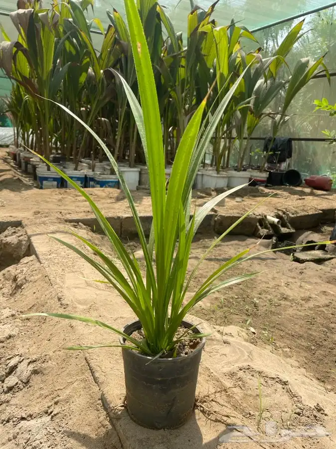 مشتل التكامل الخضراء الزراعي 0533351329 5