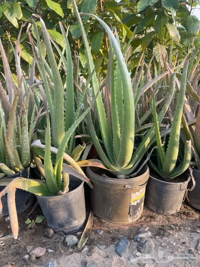 مشتل التكامل الخضراء الزراعي 0533351329 1