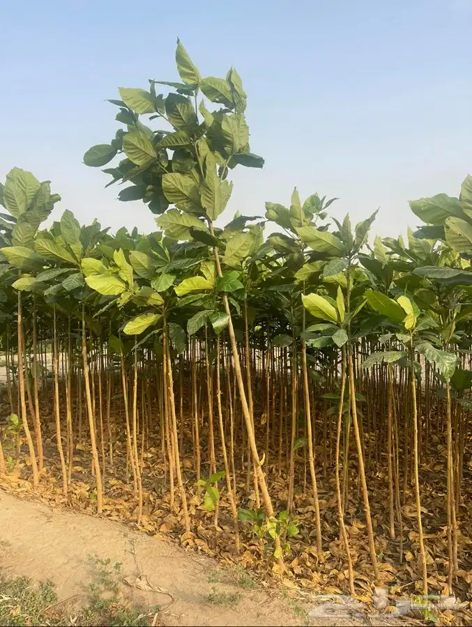 مشتل التكامل الخضراء الزراعي 0533351329 30
