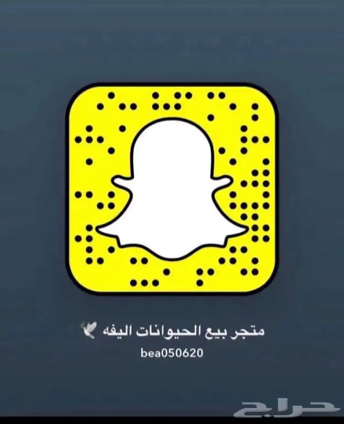 قطط طيور سلااحف اسماك هامستر ارانب بيع جميع مستلزمات توصيل 10