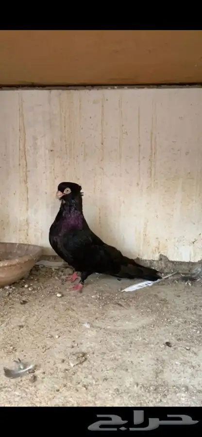 حمام صربي خوارج 3